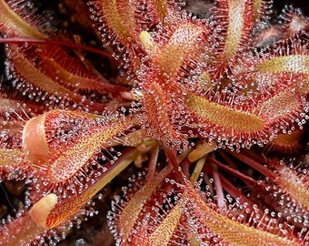 Drosera capensis "Red" x spathulata "Red" - 3in pot