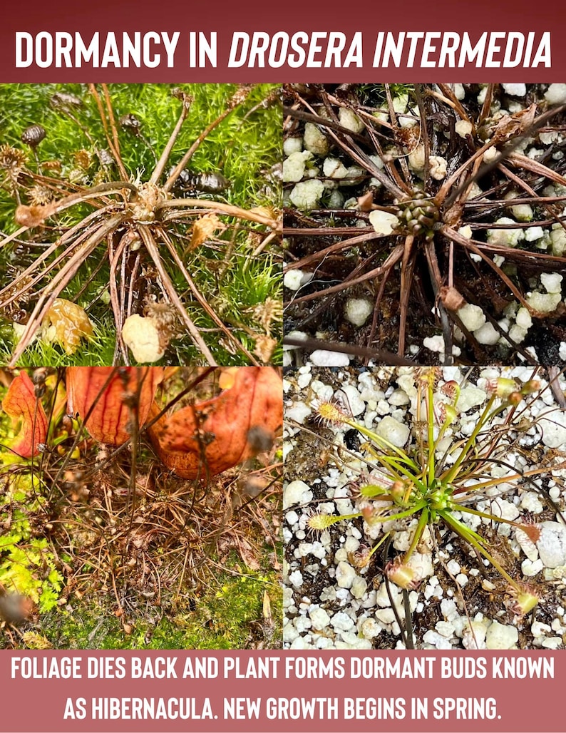 HydraHorticulture Drosera intermedia - Thumbnail 4