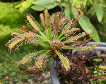 Drosera capensis - 3in pot