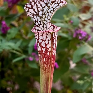 Sarracenia leucophylla OP