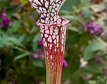 Sarracenia leucophylla OP