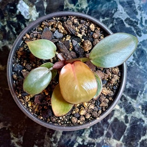 cheap succulents near me Rosette Succulent Variety Packs