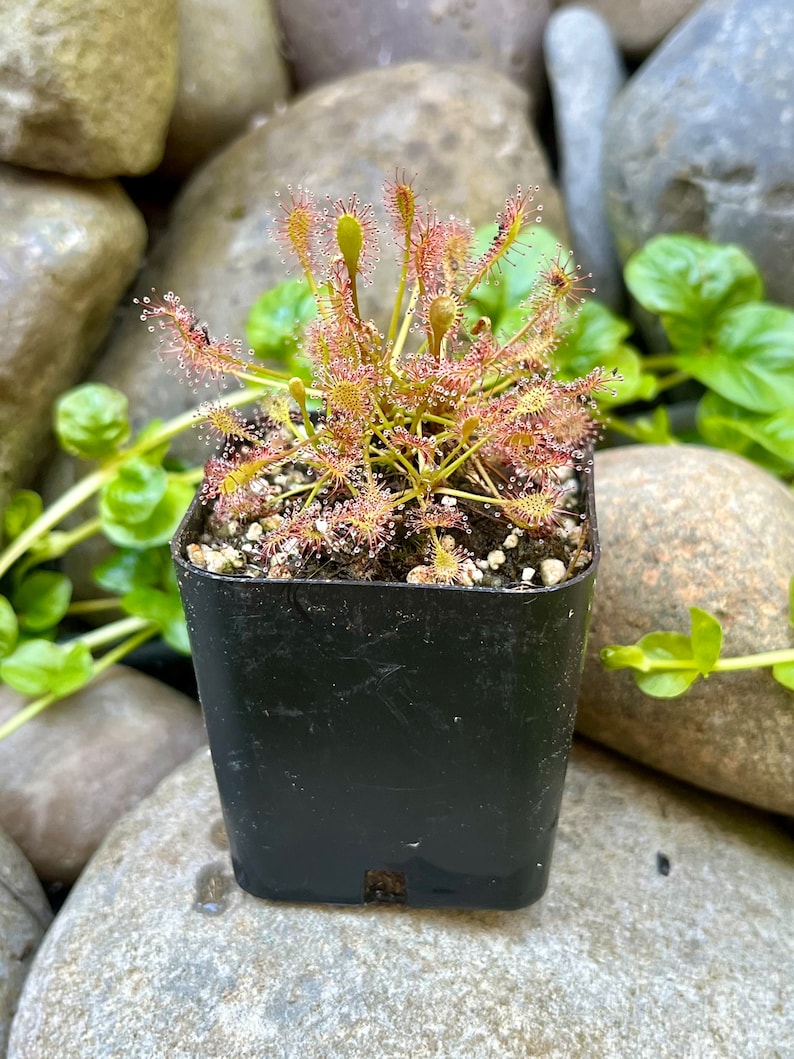 HydraHorticulture Drosera intermedia