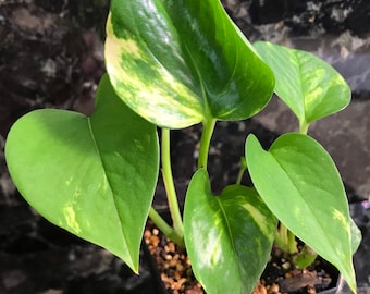 Golden Pothos - 4in pot