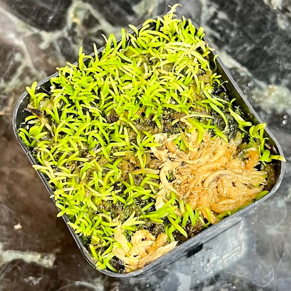 Utricularia subulata - 2” pot