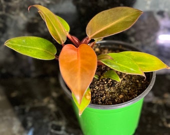 Prince of Orange philodendron - 3" pot