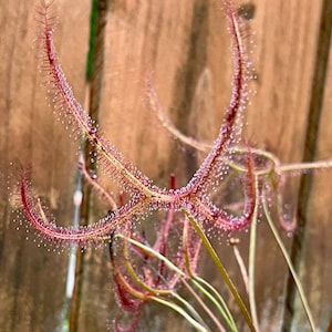 Drosera binata - 3&quot; pot