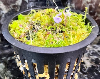 Utricularia sandersonii "Blue"