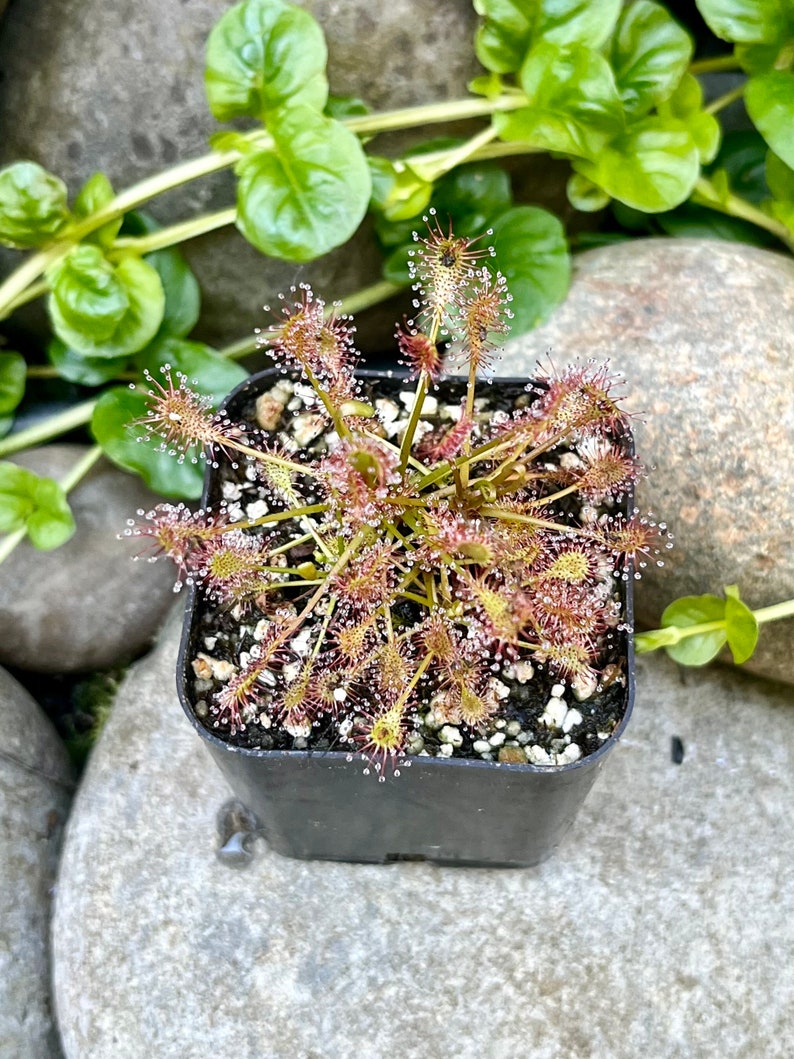 HydraHorticulture Drosera intermedia - Thumbnail 2
