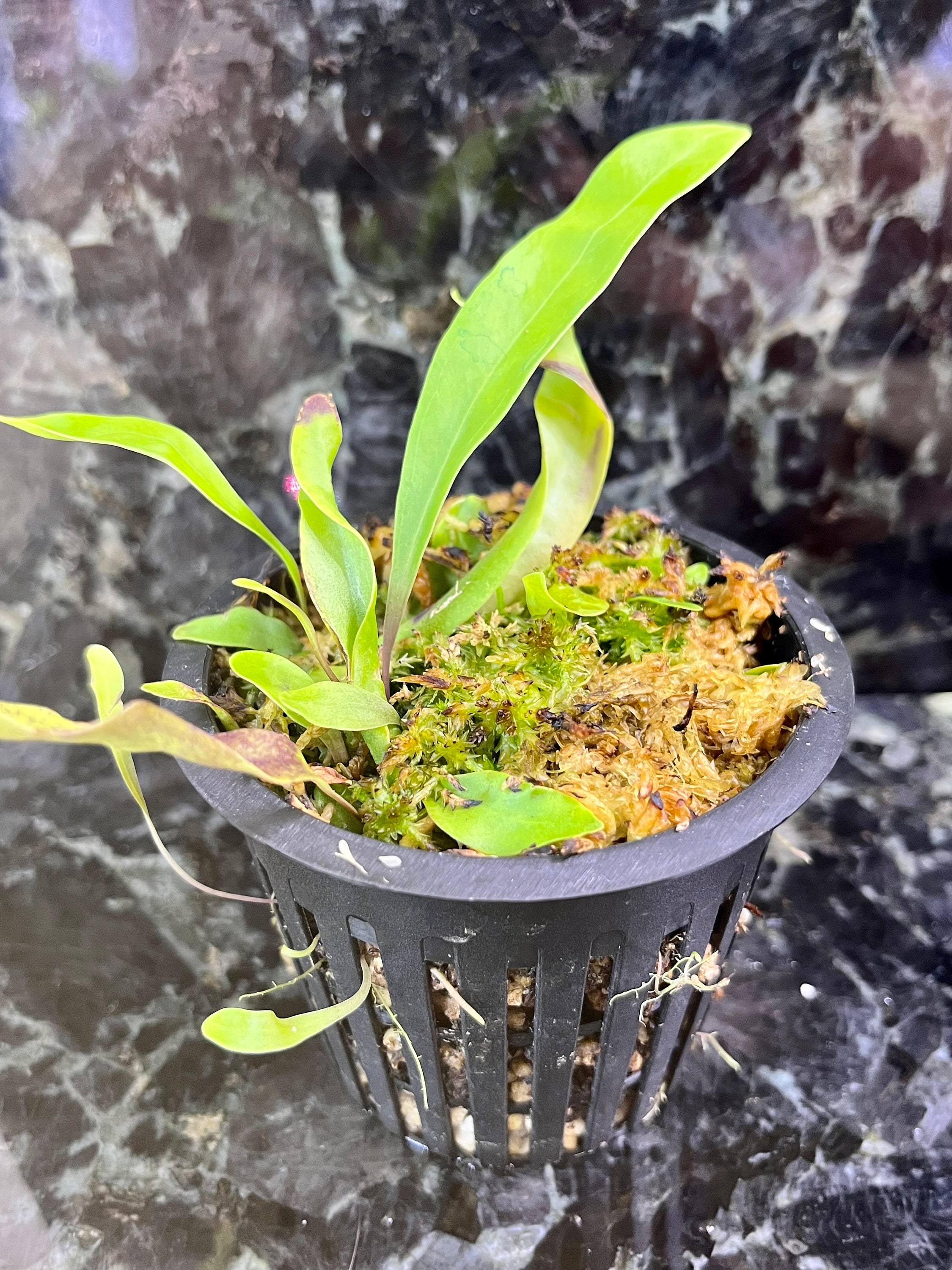Utricularia longifolia