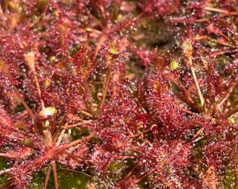 Drosera intermedia