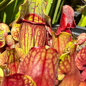 Sarracenia purpurea OP - seed grown
