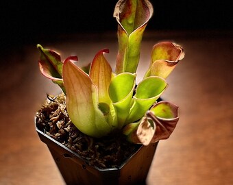 Heliamphora heterodoxa x minor - 3in pot