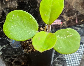 Hoya obovata - 3" pot