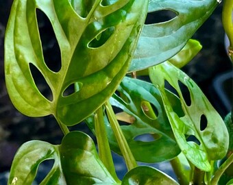 Monstera adansonii - 4” pot