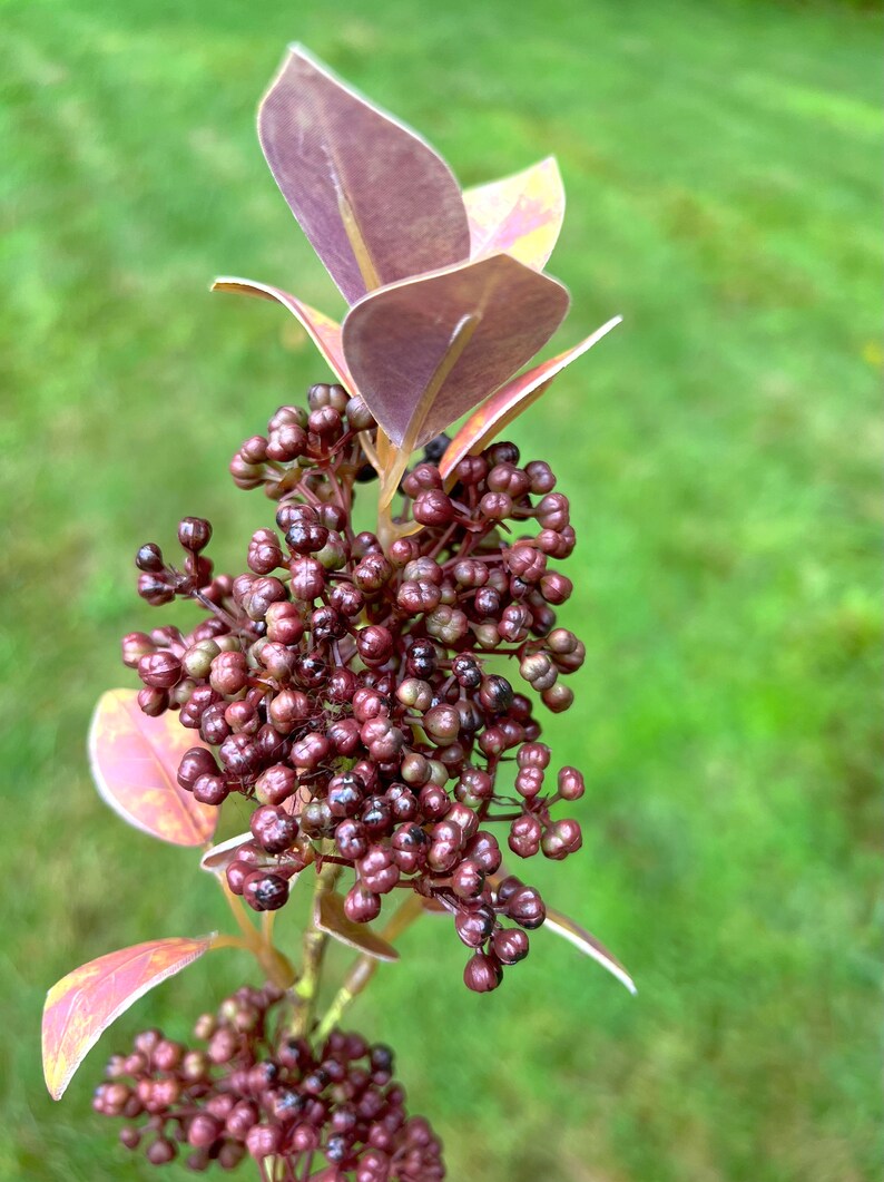 Artificial Seeding Skimmia Spray, Realistic Faux Floral Stems, Fall Berries for Wreath Making or Floral Arrangements, Plum Colored Autumn image 6
