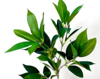 May include: A bunch of green leaves with a long stem. The leaves are arranged in a fan shape and have a glossy finish.