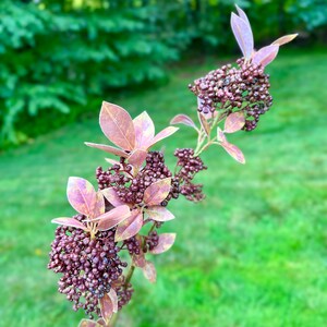 Artificial Seeding Skimmia Spray, Realistic Faux Floral Stems, Fall Berries for Wreath Making or Floral Arrangements, Plum Colored Autumn image 7