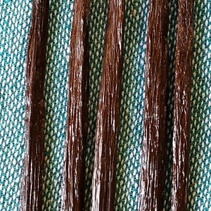 Super Gourmet Vanilla Bean Pods de Papantla Mexico