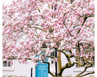 London magnolia blossom wall art print, spring street scene