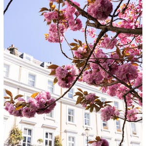 Elegant London Cherry Blossom Wall Art: Eco-Friendly Bamboo Giclée fine art print