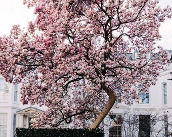 London magnolia tree spring photography print, botanical wall art