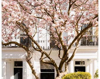 London pink magnolia tree blossom photography print - spring floral wall art home decor