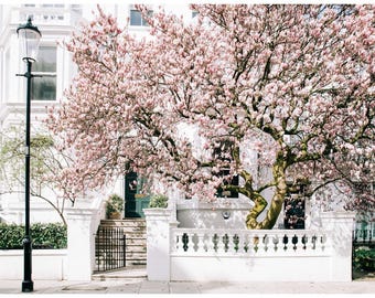 London magnolia blossom print – notting hill spring photography wall art