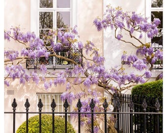 London magnolia blossom spring photography print, georgian townhouse floral decor