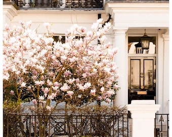 London magnolia blossom tree art print - uk spring photography wall decor