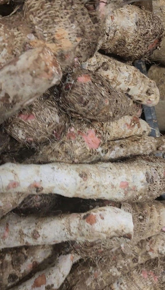 Congo Brand Malanga Purple (6-14 lbs) - Yautia Vegetable Lila Roots -Dominicana Yuca Whole Root -Used As Potato Substitute -Fresh Vegetables
