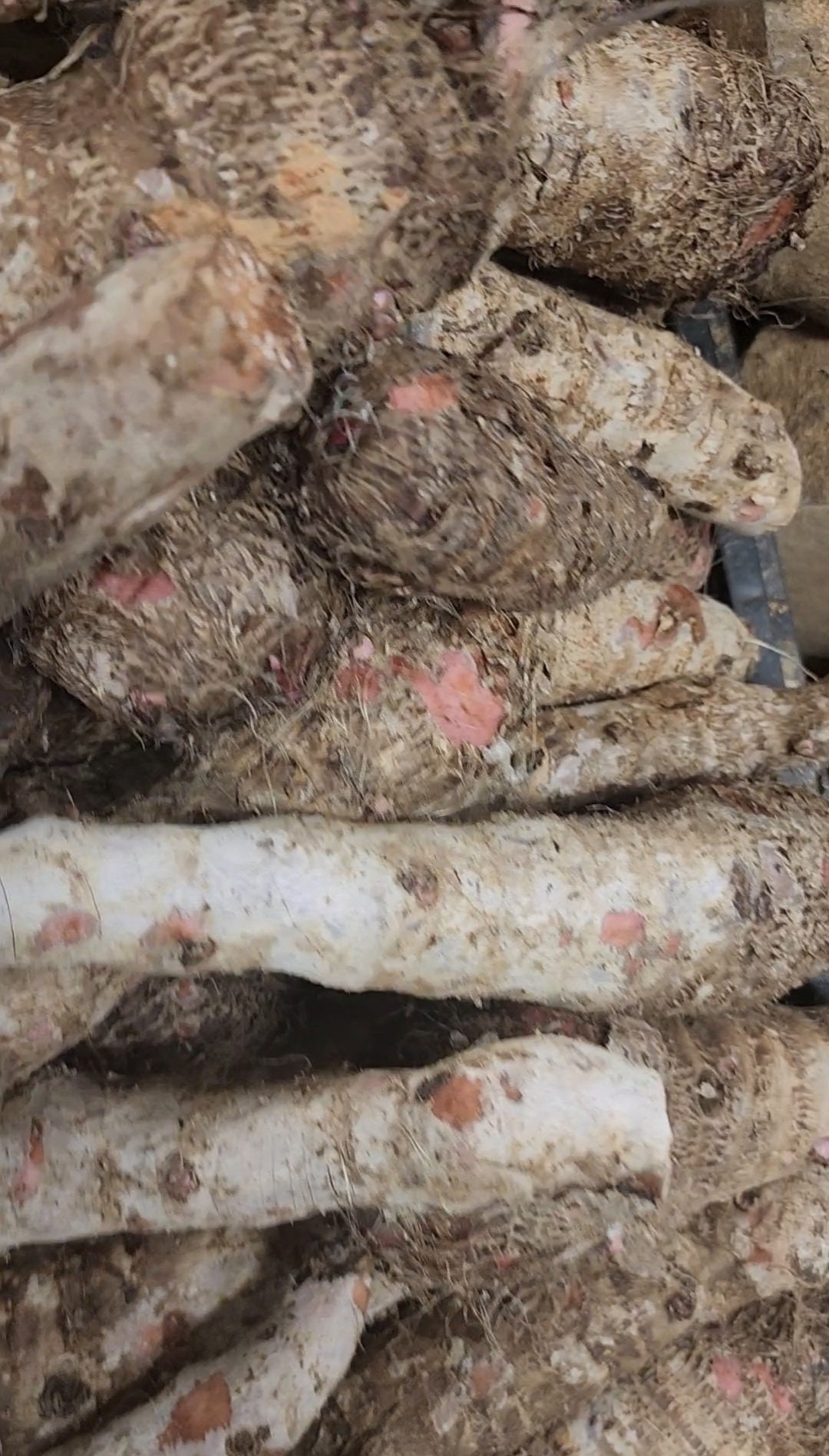 Congo Brand Malanga Purple 614 Lbs Yautia Vegetable Lila Roots