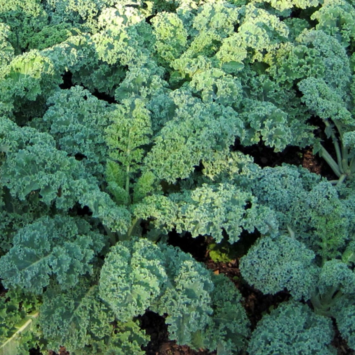 500 Kale Seeds Dwarf Blue Curled. Dwarf Blue Scotch Etsy
