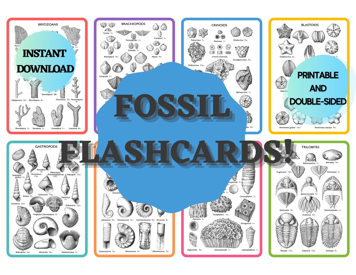 FOSSIL FLASHCARDS Fossil Reference Common Fossils marine Fossils - Etsy