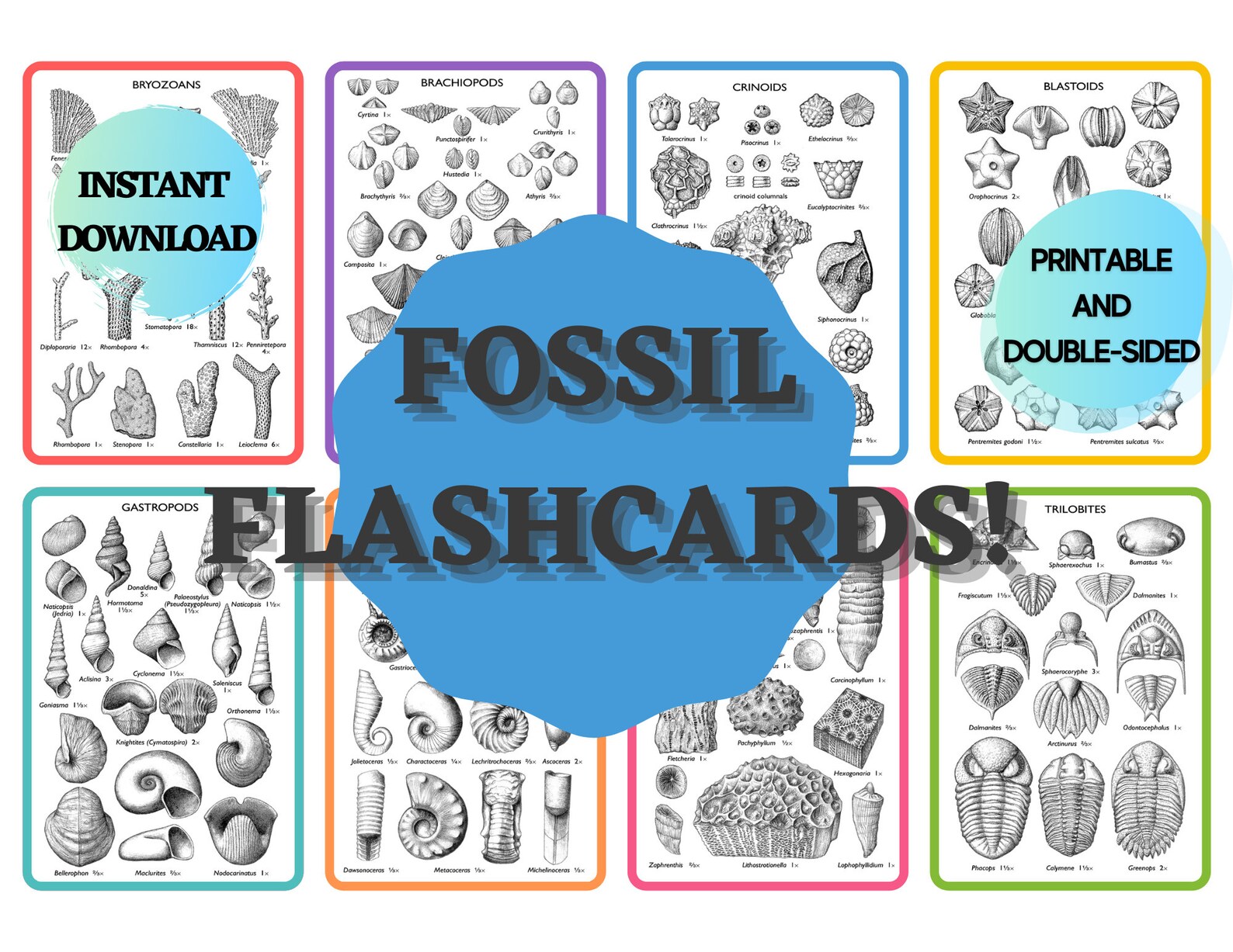 FOSSIL FLASHCARDS Fossil Reference Common Fossils marine Fossils Etsy
