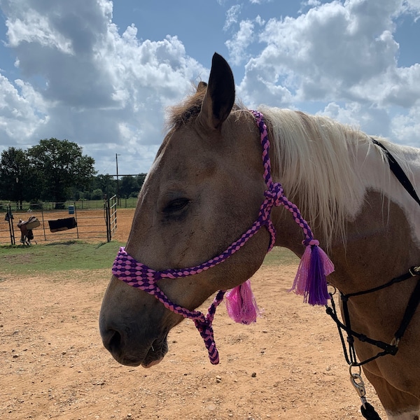 Warmblood Size Pink and Purple Mule Tape Halter 12 Strand