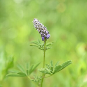 Purple Lupine Flower Print, Printable Flower Wall Art, Printable Flower Photo, Floral Art Prints, Digital Download, Wildflower Nature Prints