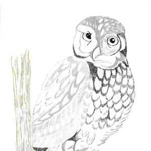 Hand Drawn Harlan A. Wittmayer Little Owl Sketch 8.5 x 11 in