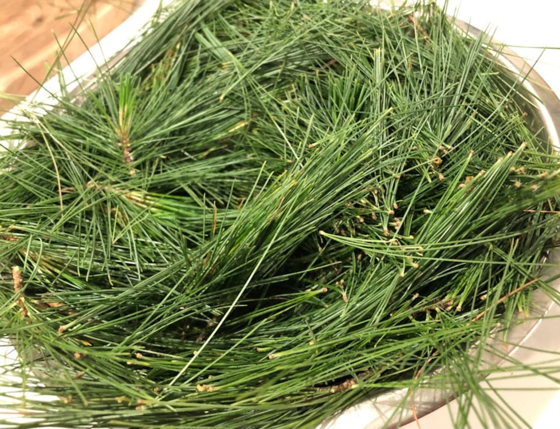 Fresh Organic Pine Needles Tea BULK Eastern White Pine Etsy