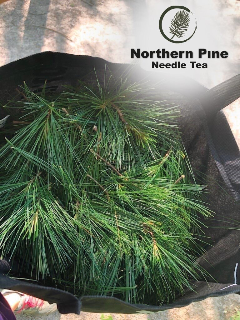 Fresh Organic Pine Needles Tea BULK Eastern White Pine Etsy