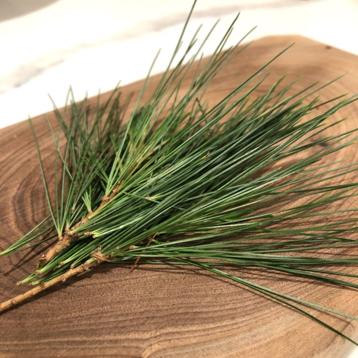 Fresh Organic Pine Needles Tea BULK Eastern White Pine Etsy