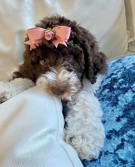 poodle bows