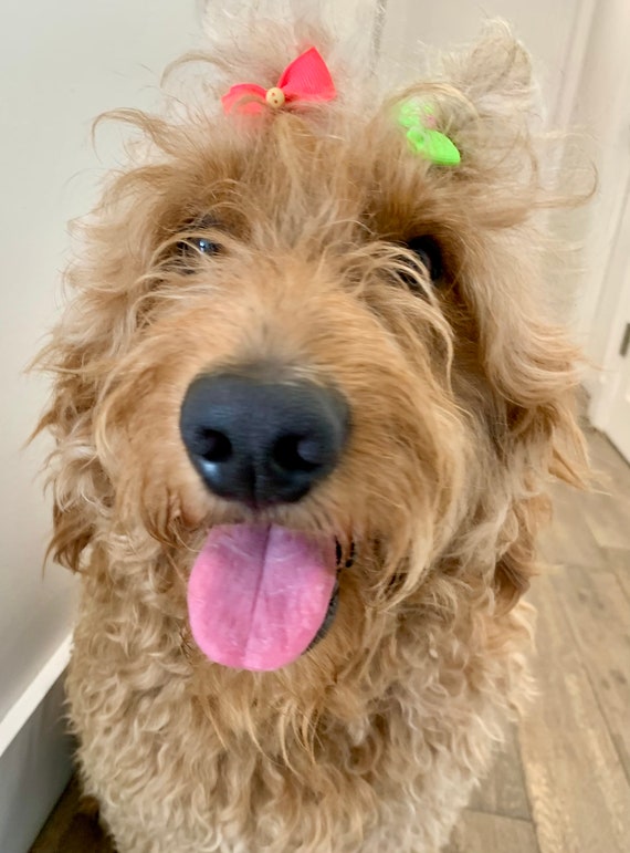 Hair bows for puppies hot sale