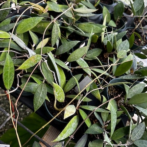 May include: Overhead shot of multiple small potted plants. The plants have long, thin stems and oval-shaped green leaves. The leaves vary in shades of green, with some showing lighter and darker tones. The pots are arranged closely together, creating a dense, lush appearance.