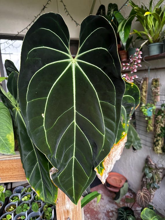 Anthurium Besseae Aff X Tim's Black Seedling - Etsy