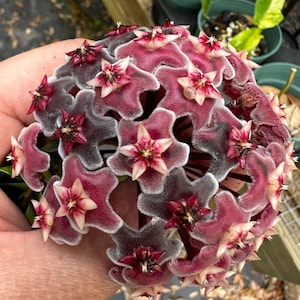 Hoya pubicalyx Royal Hawaiian Purple