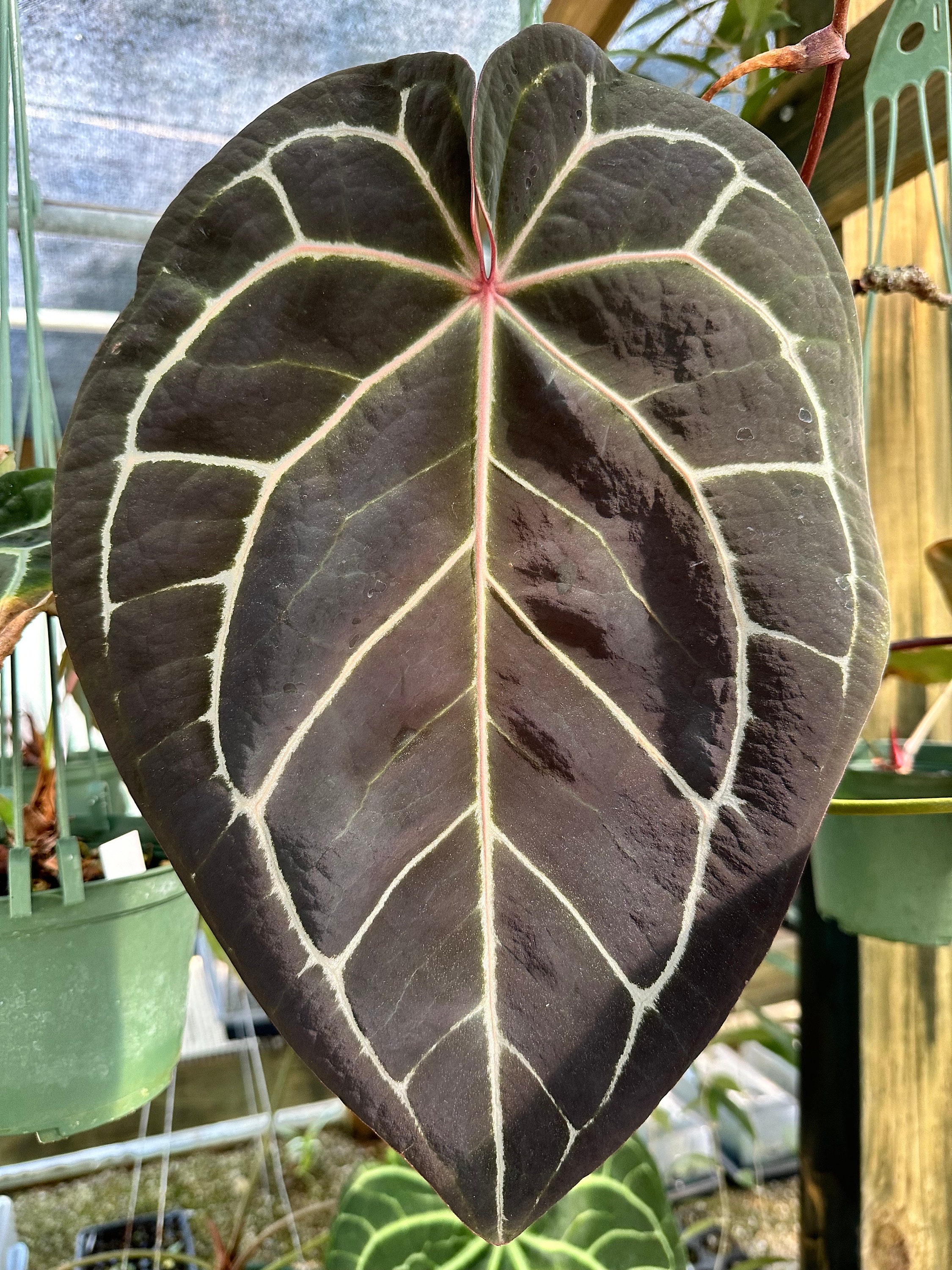 Anthurium Doc Block F2 X Tezula Red Crystal Seed Grown