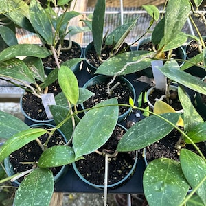 Hoya Acuta EPC 271 plant
