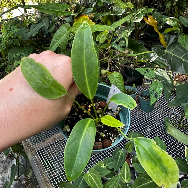 Anthurium species, willdenowii seedling