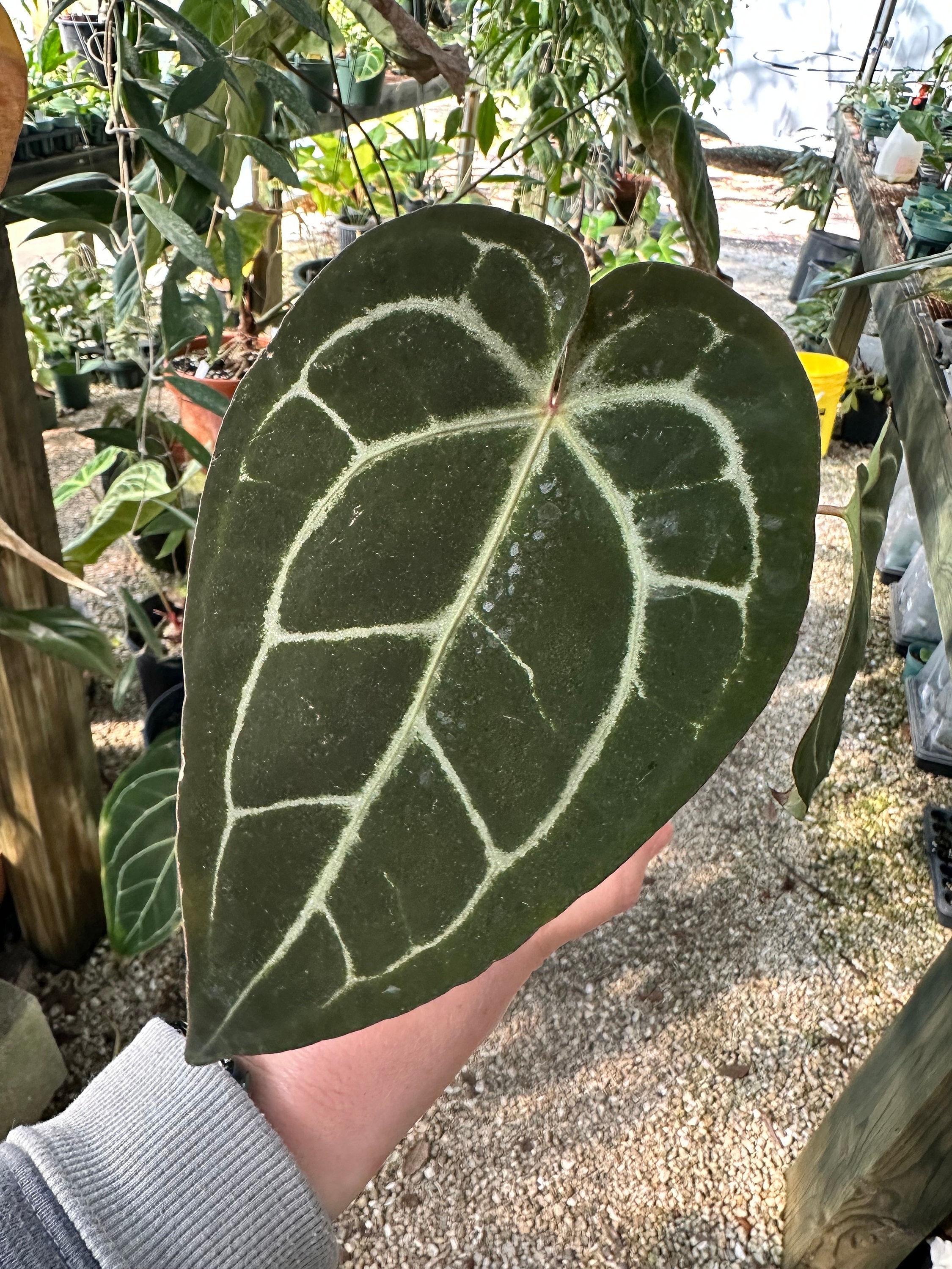 Anthurium hybrid division SKG grey x Michelle - Etsy 日本
